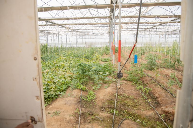 Plant Irrigation Installation in Ventura County, CA